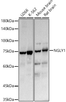 NGLY1 Polyclonal Antibody