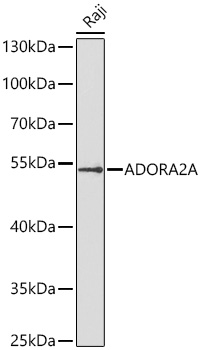 ADORA2A Polyclonal Antibody&nbsp;<img src="images/icon_newarrival.gif" alt="new" border="0">