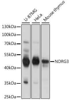NDRG3 Polyclonal Antibody