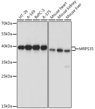 MRPS35 Polyclonal Antibody