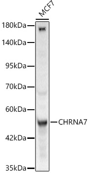 CHRNA7 Polyclonal Antibody