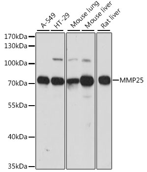 MMP25 Polyclonal Antibody