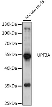 UPF3A Polyclonal Antibody