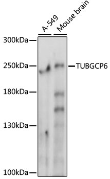 TUBGCP6 Polyclonal Antibody