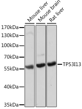 TP53I13 Polyclonal Antibody