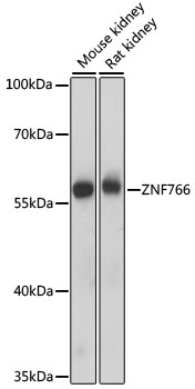 ZNF766 Polyclonal Antibody