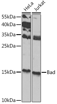 Bad Polyclonal Antibody