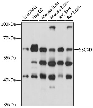 SSC4D Polyclonal Antibody
