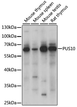 PUS10 Polyclonal Antibody