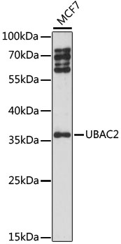 UBAC2 Polyclonal Antibody