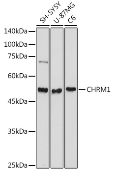 CHRM1 Polyclonal Antibody
