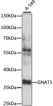 GNAT3 Polyclonal Antibody