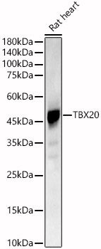 TBX20 Polyclonal Antibody
