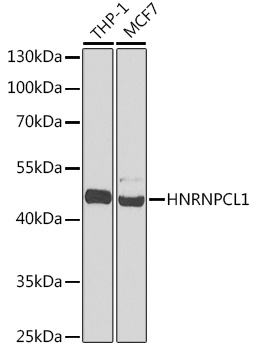 HNRNPCL1 Polyclonal Antibody
