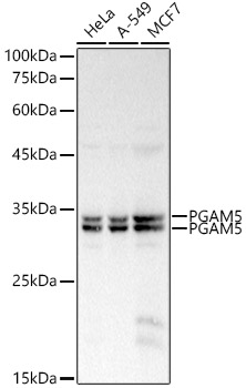PGAM5 Polyclonal Antibody