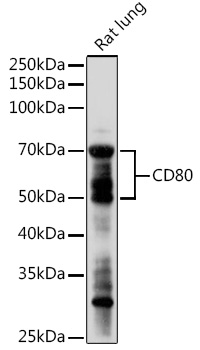 CD80 Polyclonal Antibody