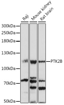 PTK2B Polyclonal Antibody