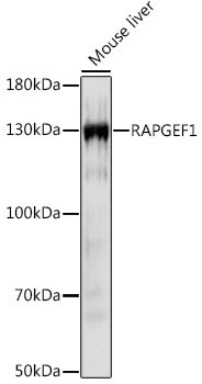RAPGEF1 Polyclonal Antibody