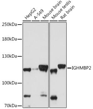 IGHMBP2 Polyclonal Antibody