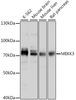 MEKK3 Polyclonal Antibody