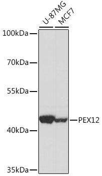 PEX12 Polyclonal Antibody