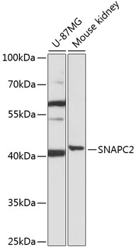 SNAPC2 Polyclonal Antibody