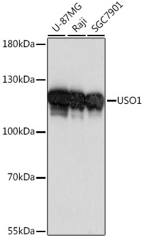 USO1 Polyclonal Antibody