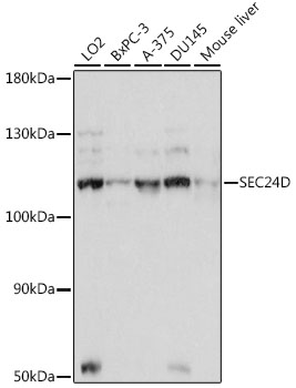 SEC24D Polyclonal Antibody