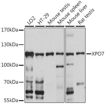 XPO7 Polyclonal Antibody