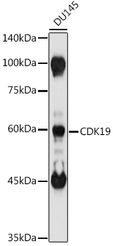 CDK19 Polyclonal Antibody