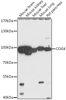 COG4 Polyclonal Antibody