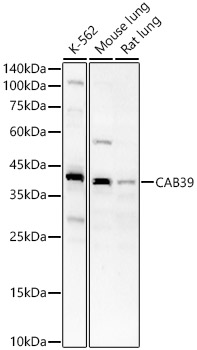 CAB39 Polyclonal Antibody