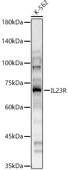 IL23R Polyclonal Antibody