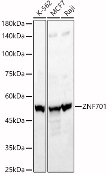 ZNF701 Polyclonal Antibody