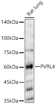 PVRL4 Polyclonal Antibody