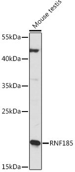 RNF185 Polyclonal Antibody