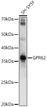 GPR62 Polyclonal Antibody