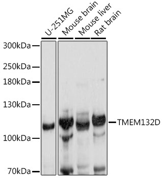 TMEM132D Polyclonal Antibody