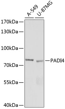 PADI4 Polyclonal Antibody
