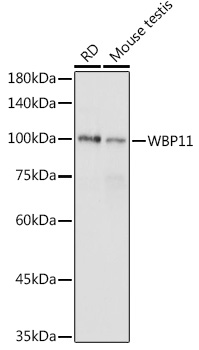 WBP11 Polyclonal Antibody