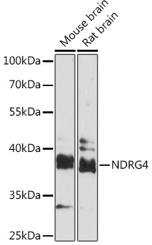 NDRG4 Polyclonal Antibody