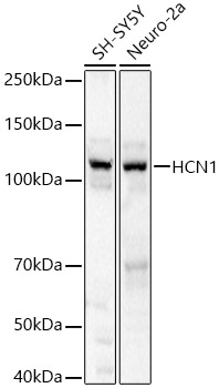 HCN1 Polyclonal Antibody
