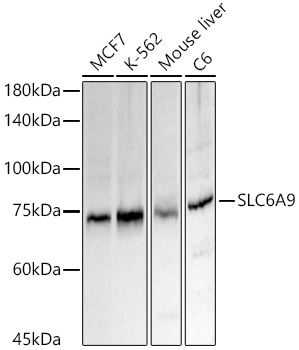 SLC6A9 Polyclonal Antibody