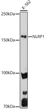 NLRP1 Polyclonal Antibody