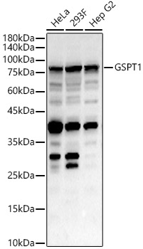 GSPT1 Polyclonal Antibody