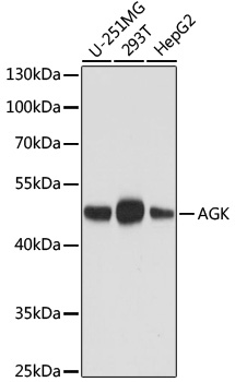 AGK Monoclonal Antibody [9A3B1]