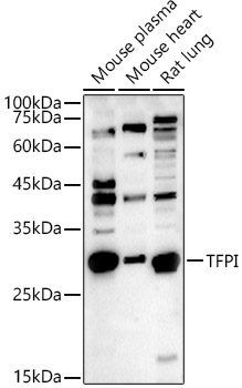 TFPI Polyclonal Antibody