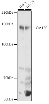 GM130 Polyclonal Antibody