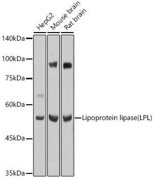 Lipoprotein lipase (LPL) Polyclonal Antibody