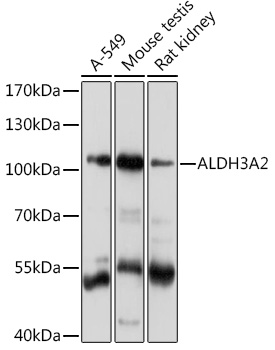 ALDH3A2 Polyclonal Antibody